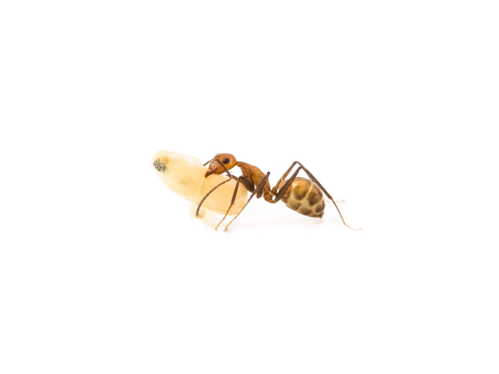 Camponotus nicobarensis